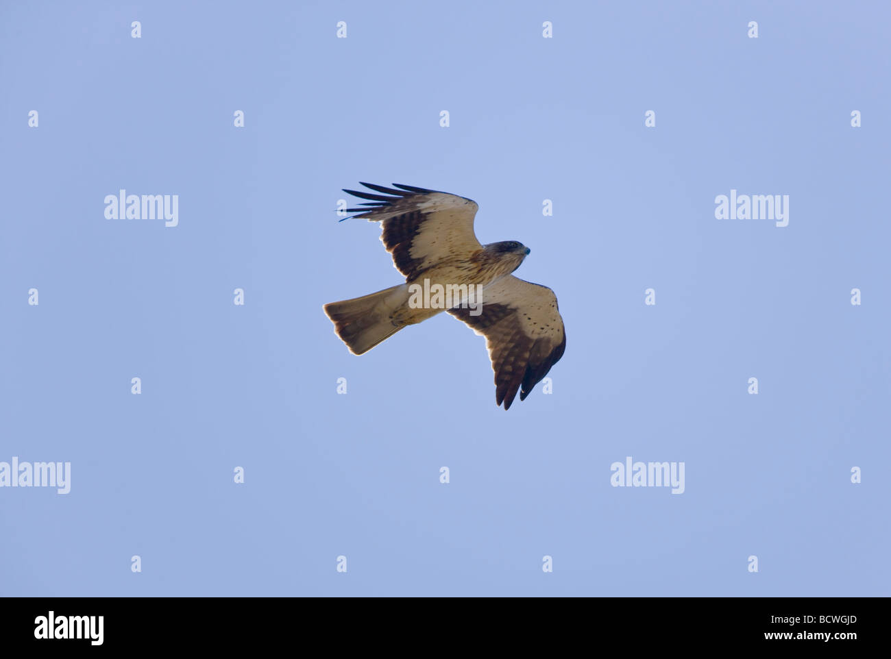 Booted Eagle Hieraaelus penates on Autumn migration over tarifa to africa Stock Photo