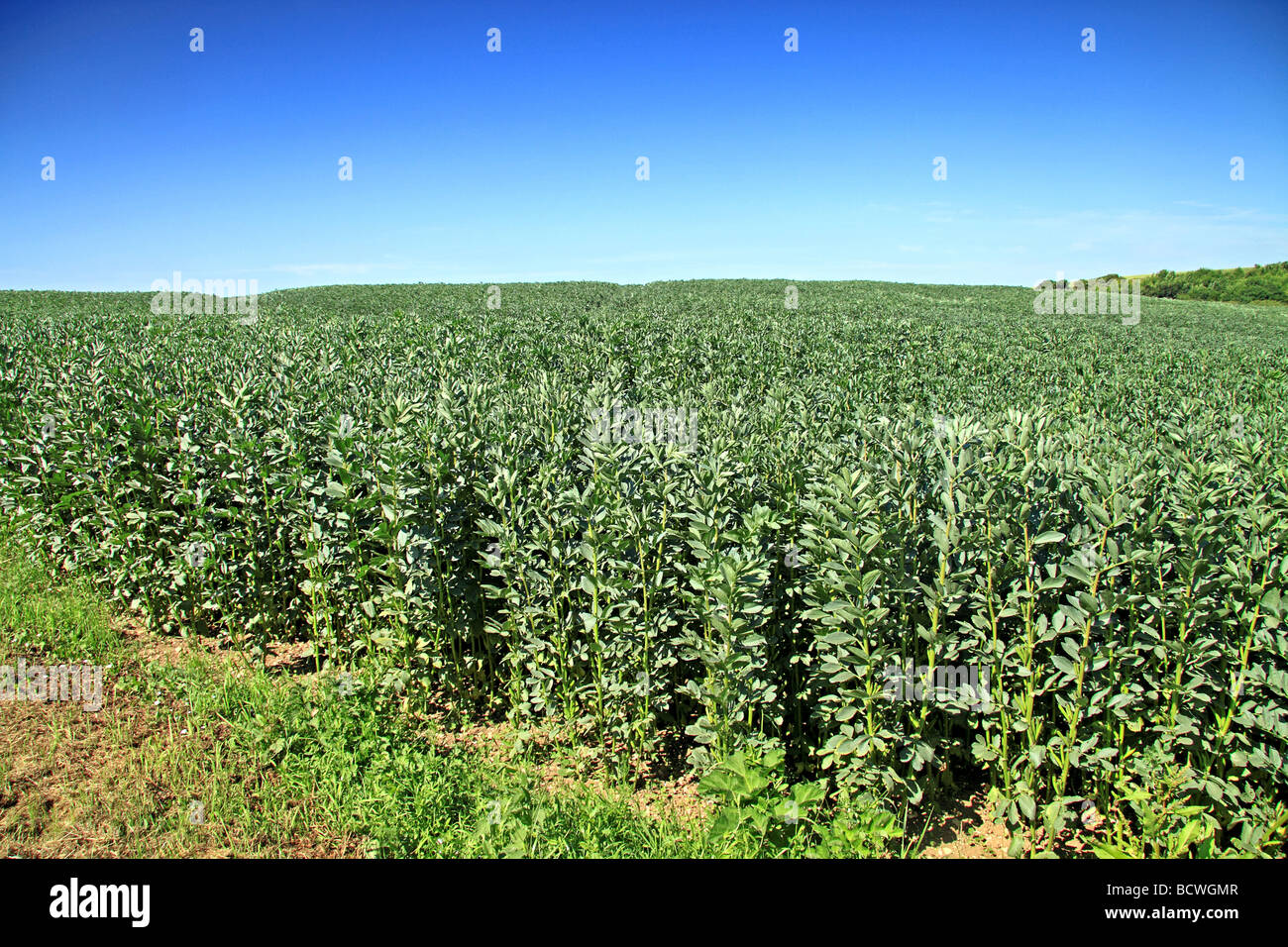 Field of Broad Beans Stock Photo 25148167 Alamy