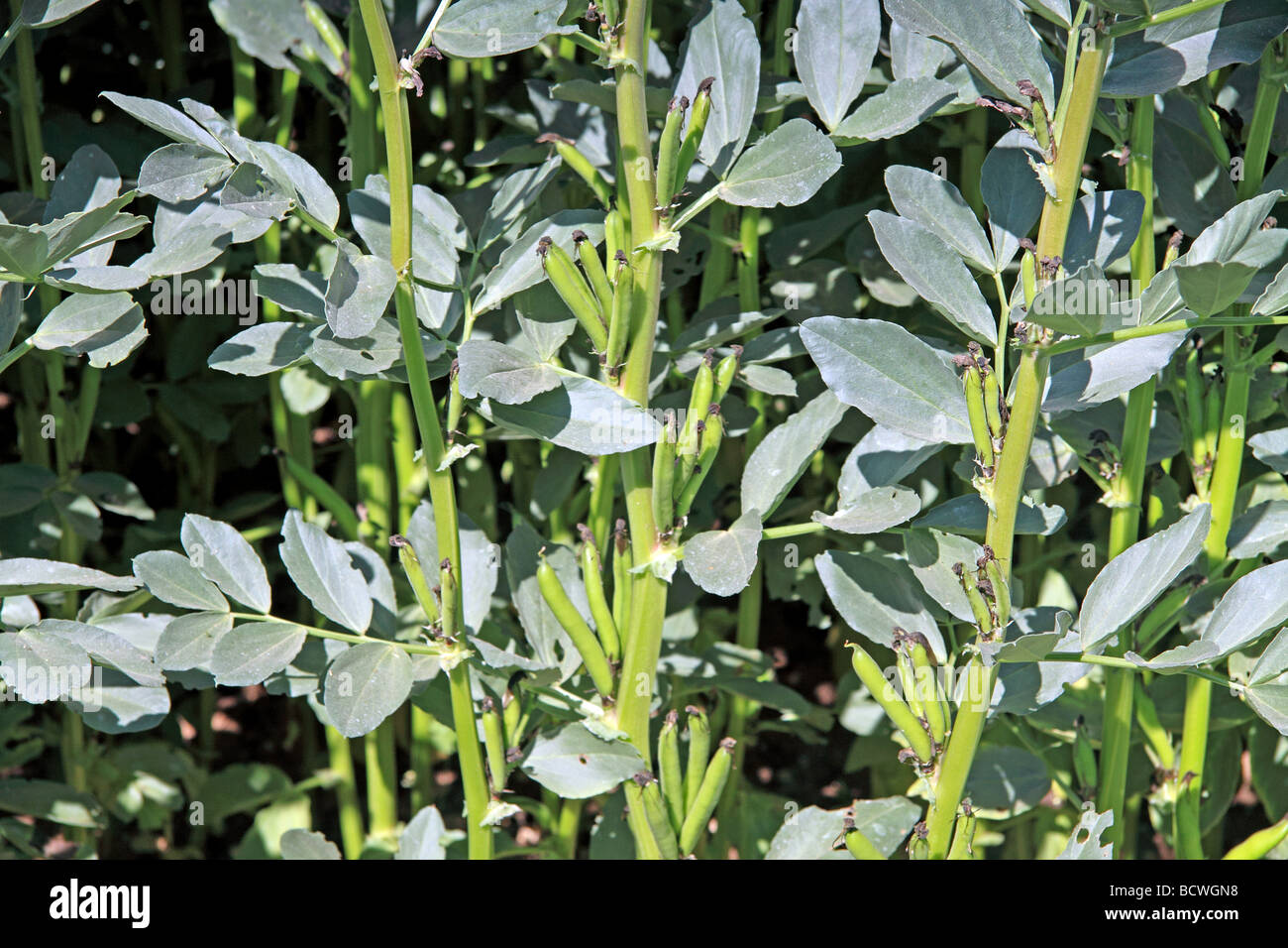 Sowing broad beans hires stock photography and images Alamy