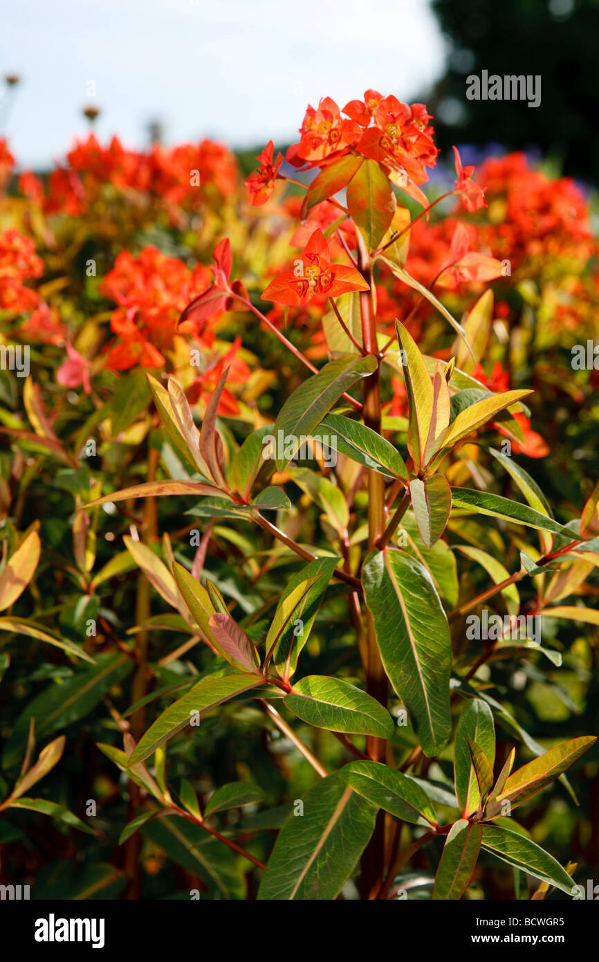 'Fireglow' Griffith's spurge, Eldtörel (Euphorbia griffithii) Stock Photo