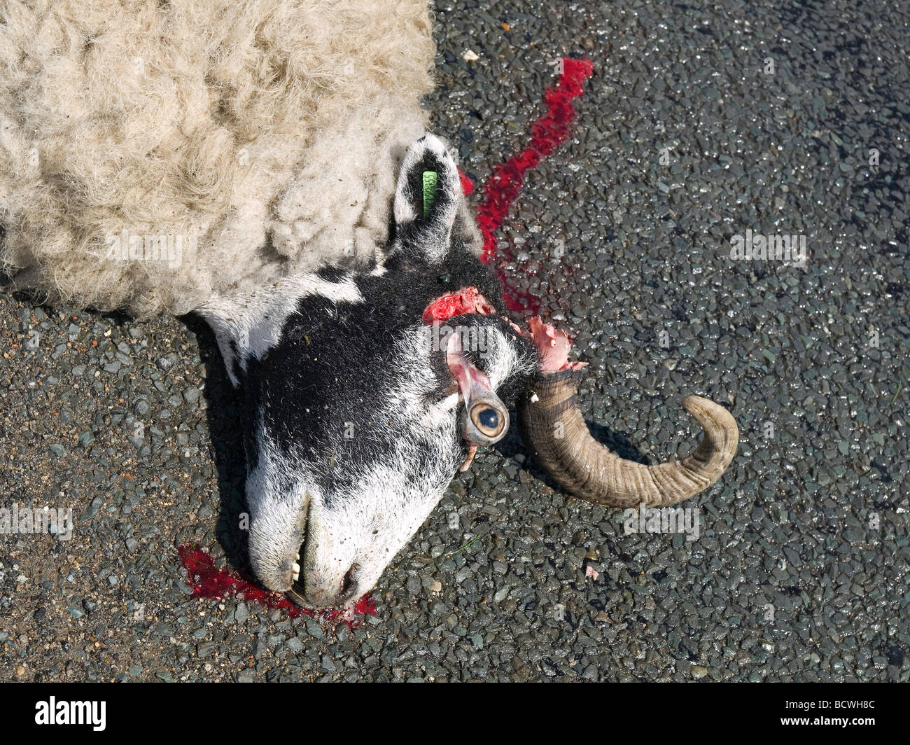 Dead sheep killed in a road accident in the North Yorkshire Moors.  The road is unfenced and some 150 sheep die annually in RTA Stock Photo