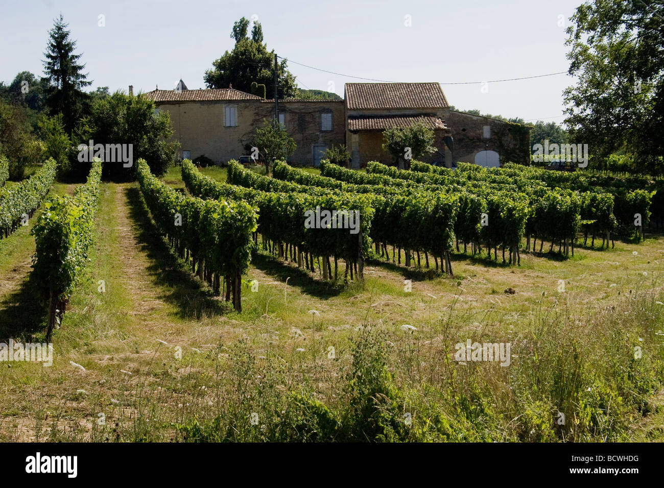 Muscadelle hi-res stock photography and images - Alamy