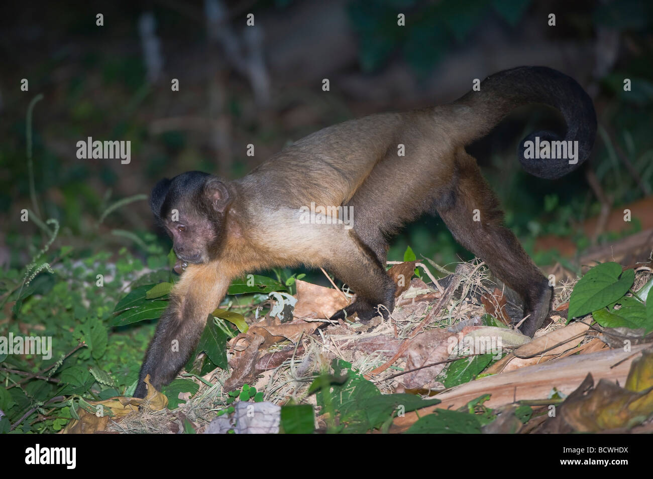 Tufted Capuchin or Brown Capuchin or Black capped Capuchin Cebus apella Brazil Stock Photo