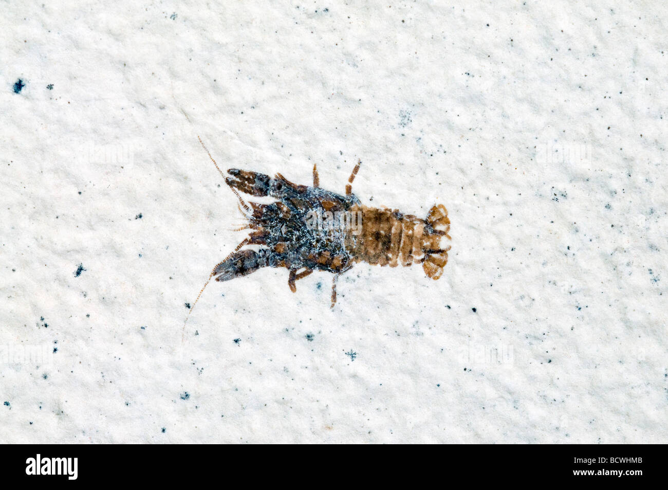 Crayfish fossil 48 55 million years old Green River Formation Wyoming, by Dominique Braud/Dembinsky Photo Assoc Stock Photo
