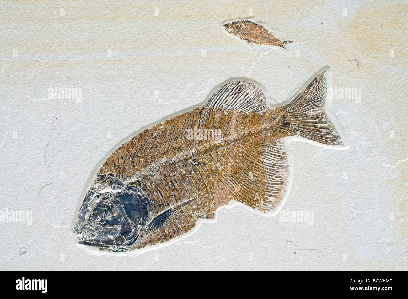 Fish Fossil Phareodus species from the Laggerstatte deposits, Green River Formation WY, USA Eocene Era, by Dominique Braud/Dembinsky Photo Assoc Stock Photo