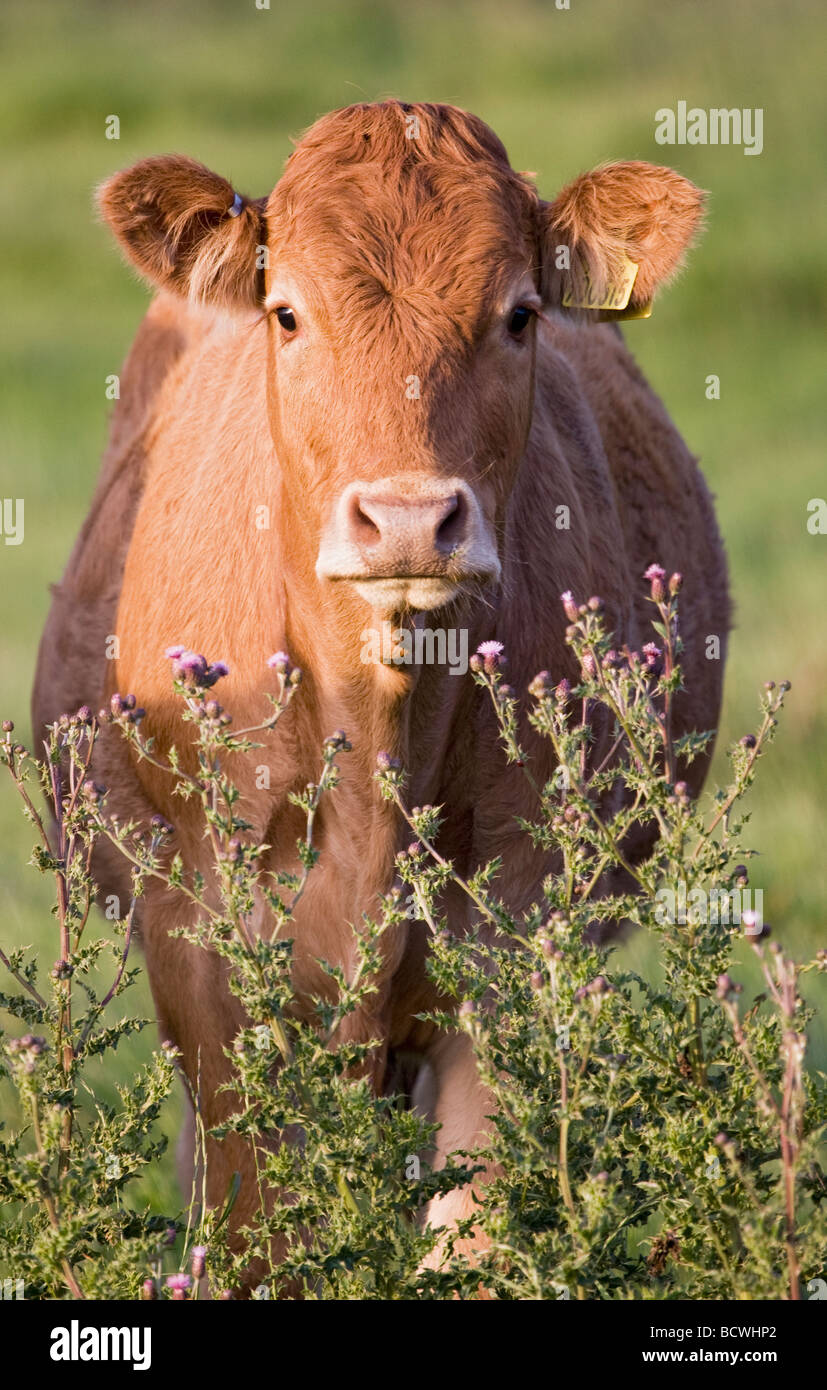Cow Watching Stock Photo