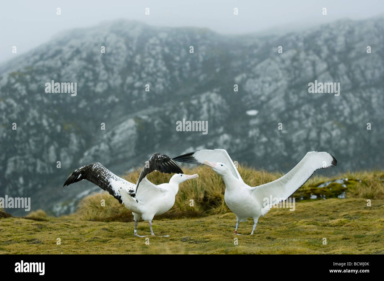 Wandering Albatross (Diomedea exulans) Courtship Dance, Bird Island, South Georgia Island, Antarctica Stock Photo