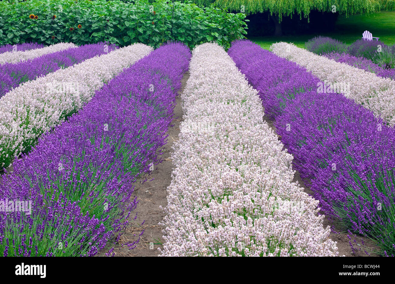 Pinkish Melissa and Royal Velvet lavender blooms at the Purple Haze