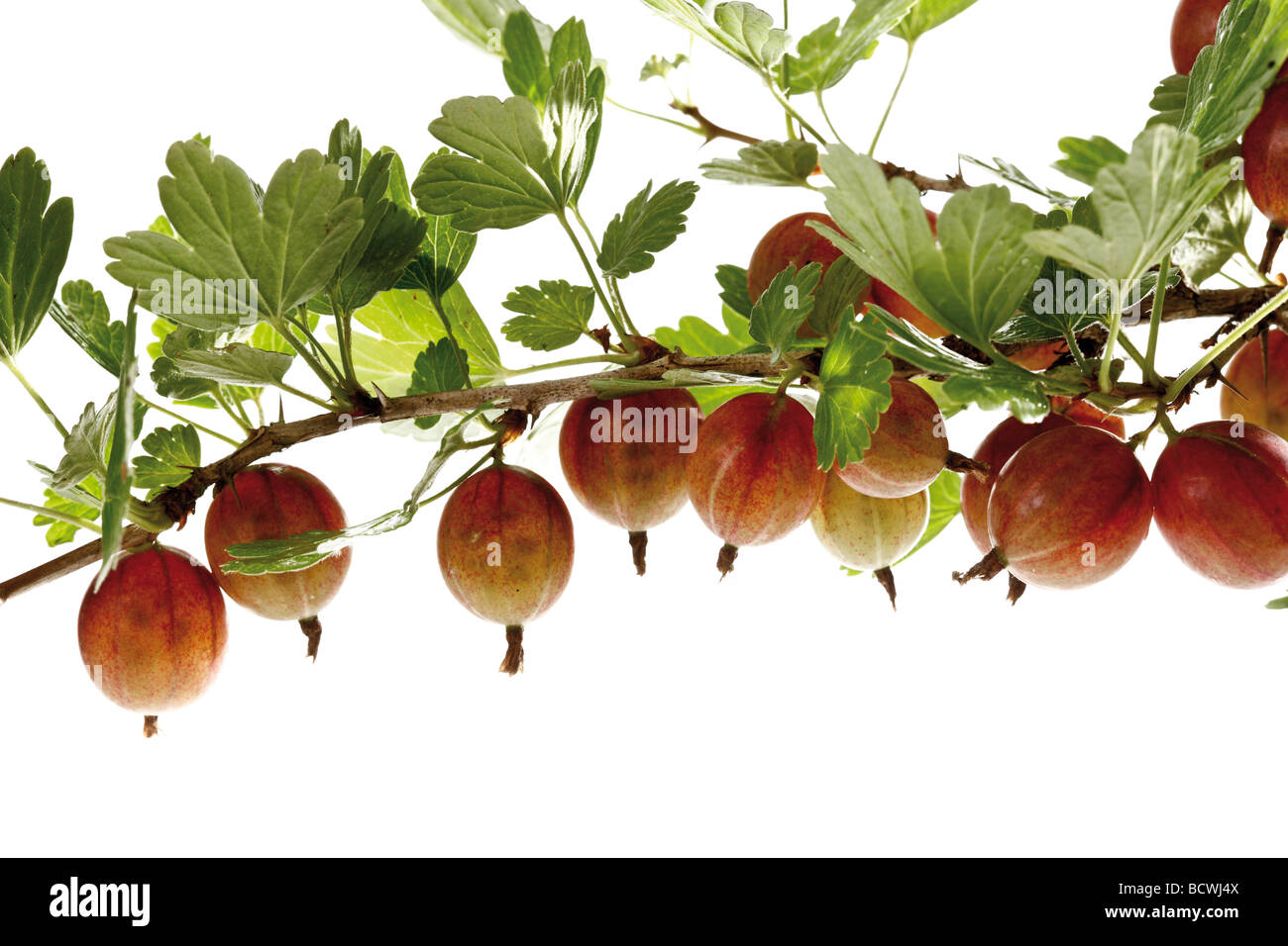 Gooseberries on a branch Stock Photo