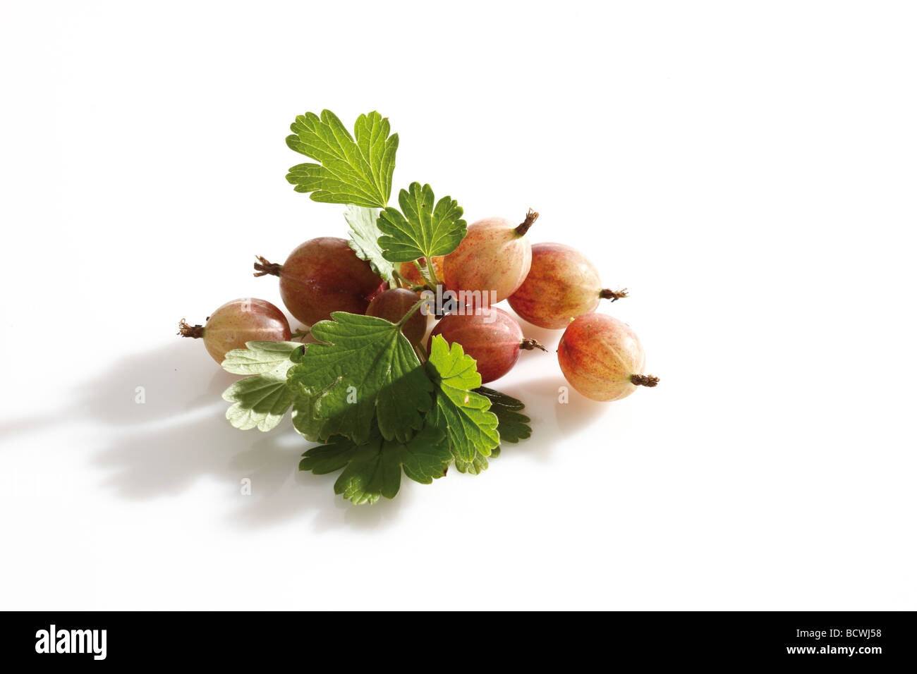 Gooseberries with leaves Stock Photo