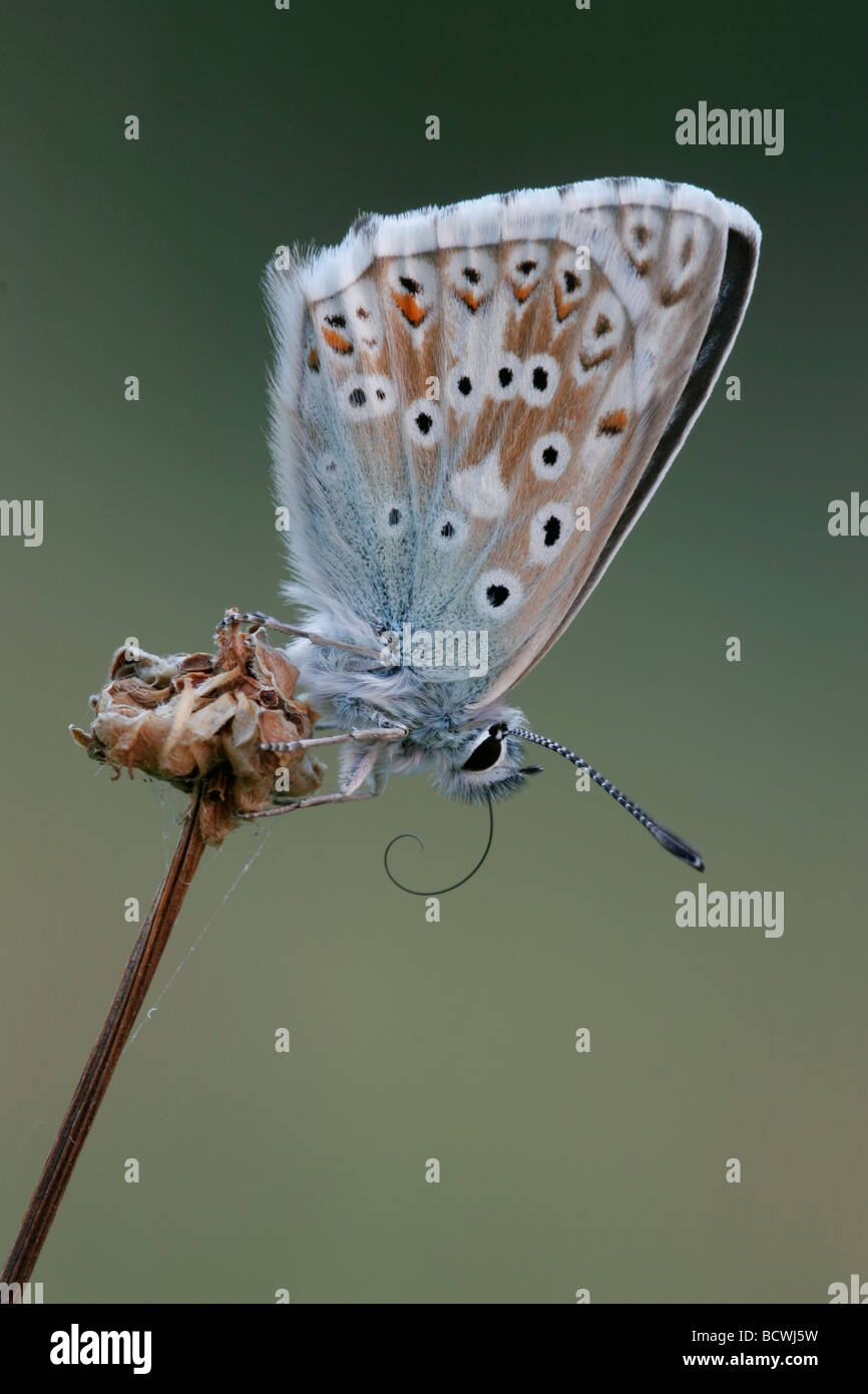 Chalkhill Blue Butterfly, Lysandra coridon, Hampshire, England, UK Stock Photo