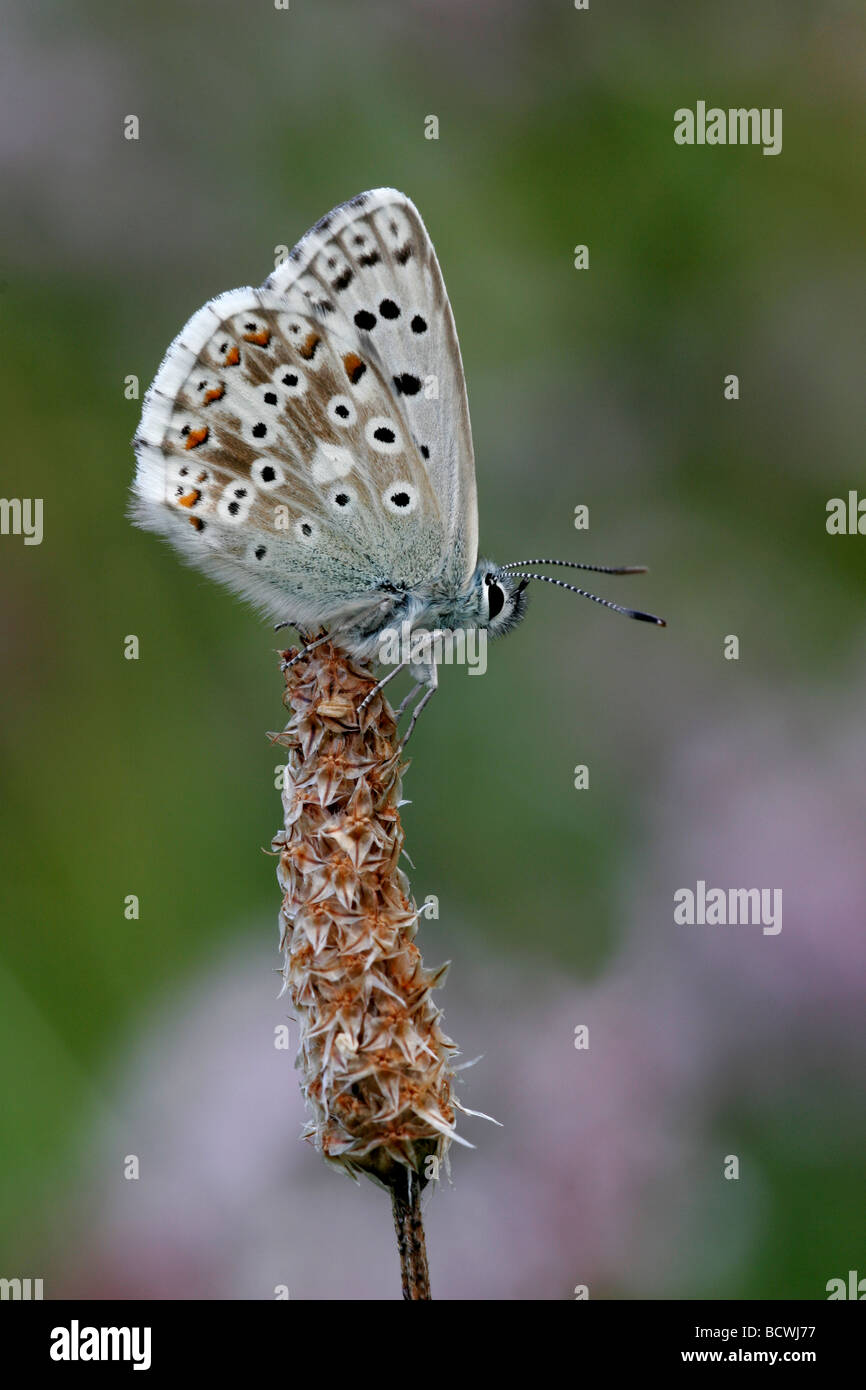 Chalkhill Blue Butterfly, Lysandra coridon, Hampshire, England, UK Stock Photo