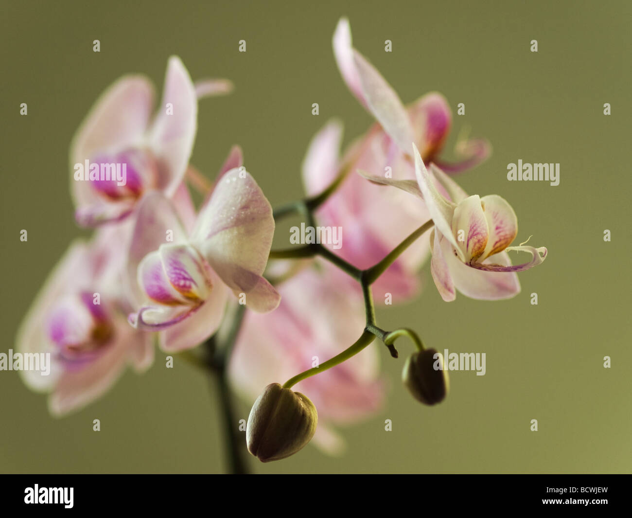 A blooming beautiful pink young orchid. Stock Photo
