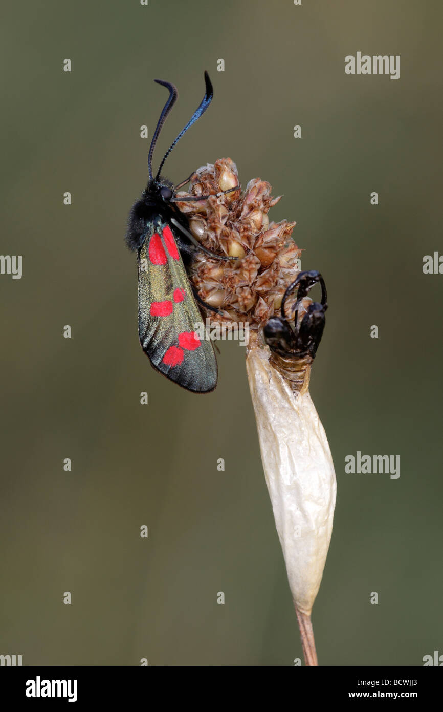 Six-spot Burnet Moth and Pupa, Zygaena filipendulae, England, UK Stock Photo