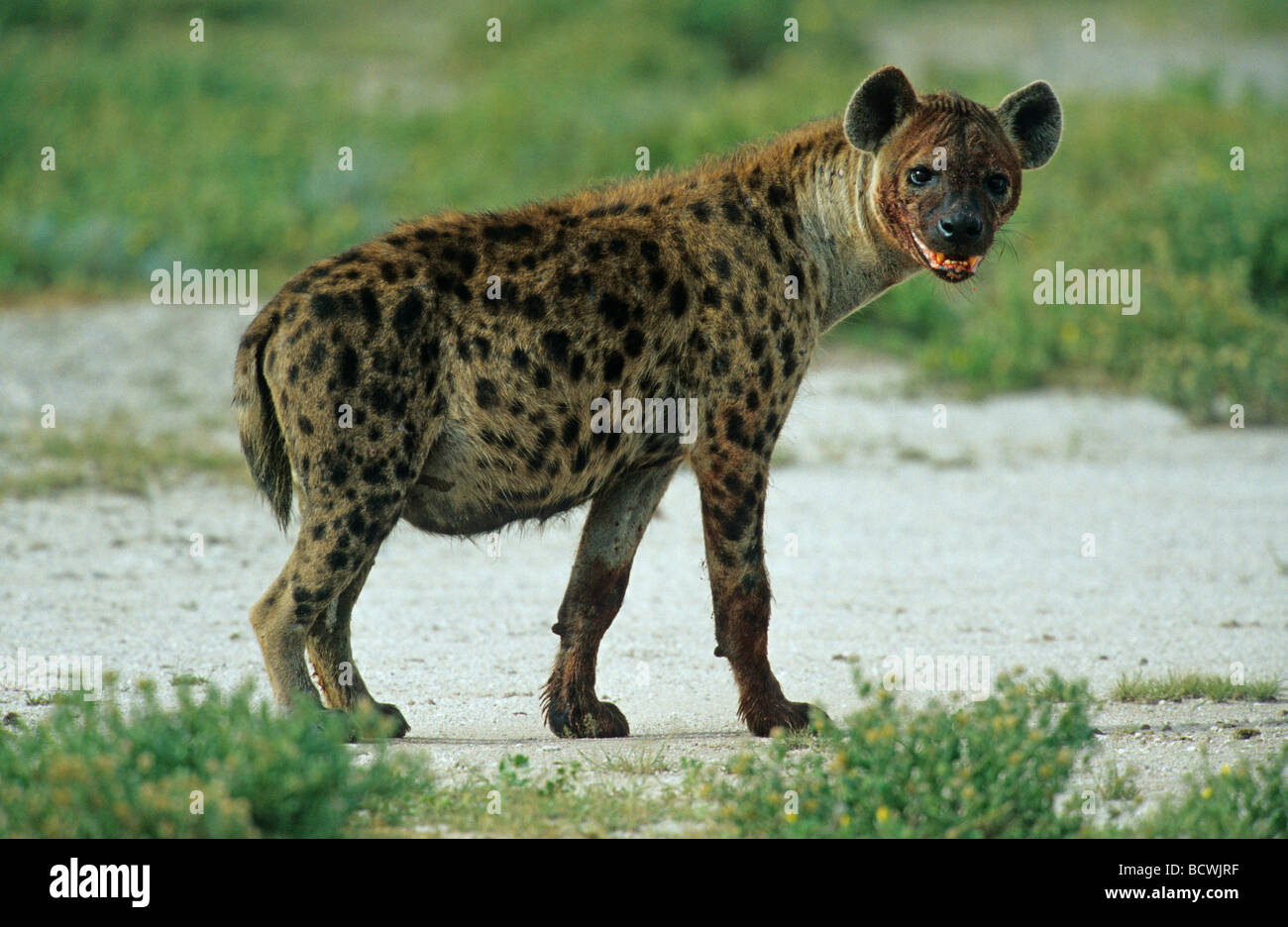 Spotted Hyena, Laughing Hyena or Cape Wolf (Crocuta crocuta Stock Photo -  Alamy