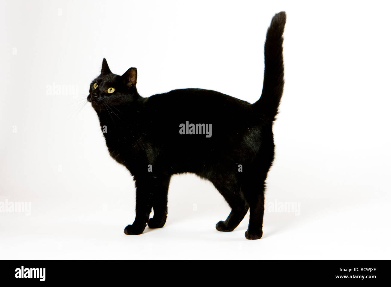 Black cat cut out hires stock photography and images Alamy