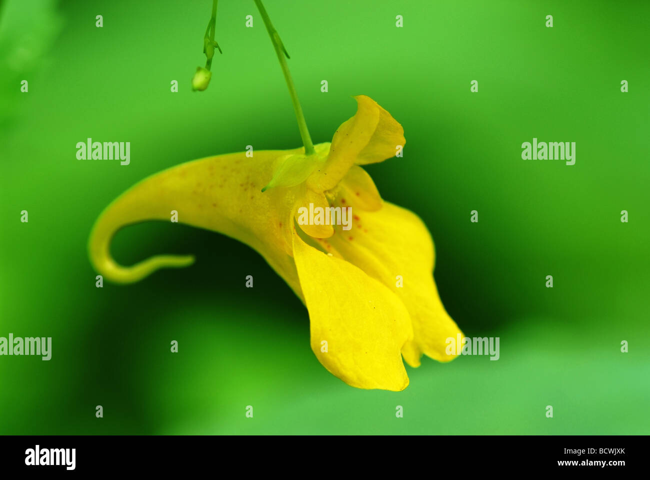 yellow balsam flower (Impatiens noli-tangere) Stock Photo