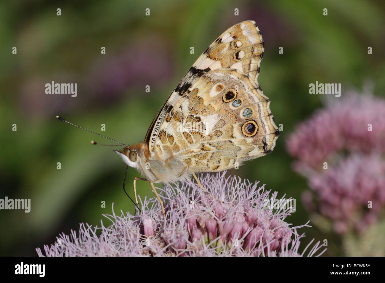 Painted Lady Butterfly, Vanessa cardui, Hampshire, England, UK Stock Photo