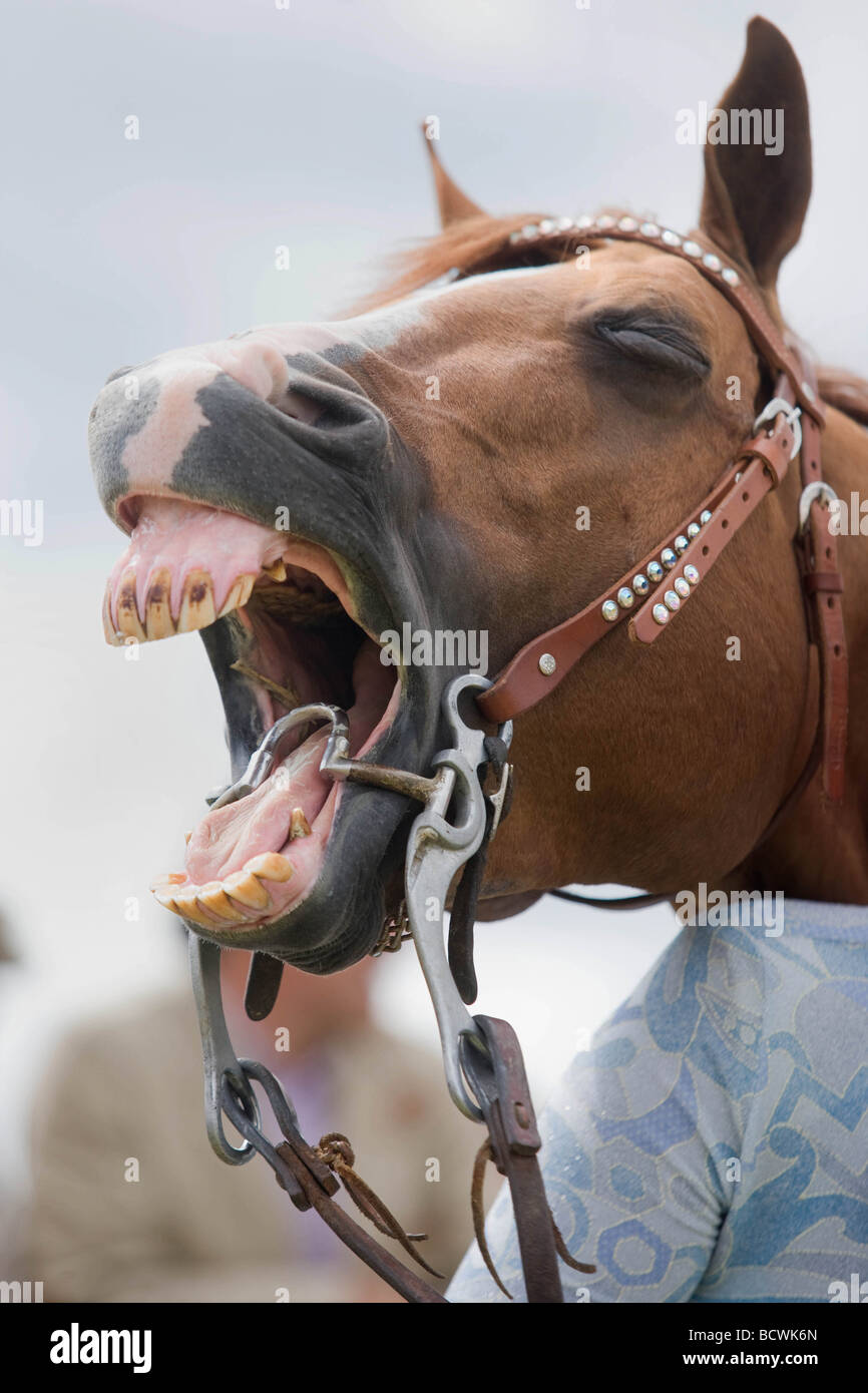 The CLA Game Fair at Belvoir Castle Lincolnshire Horse Yawning at A Game Fair Stock Photo