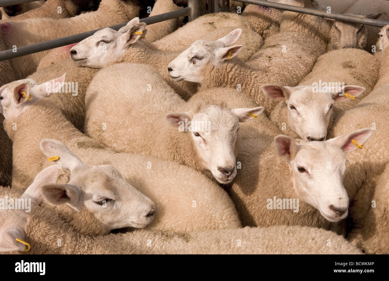 Livestock auction market hi-res stock photography and images - Alamy