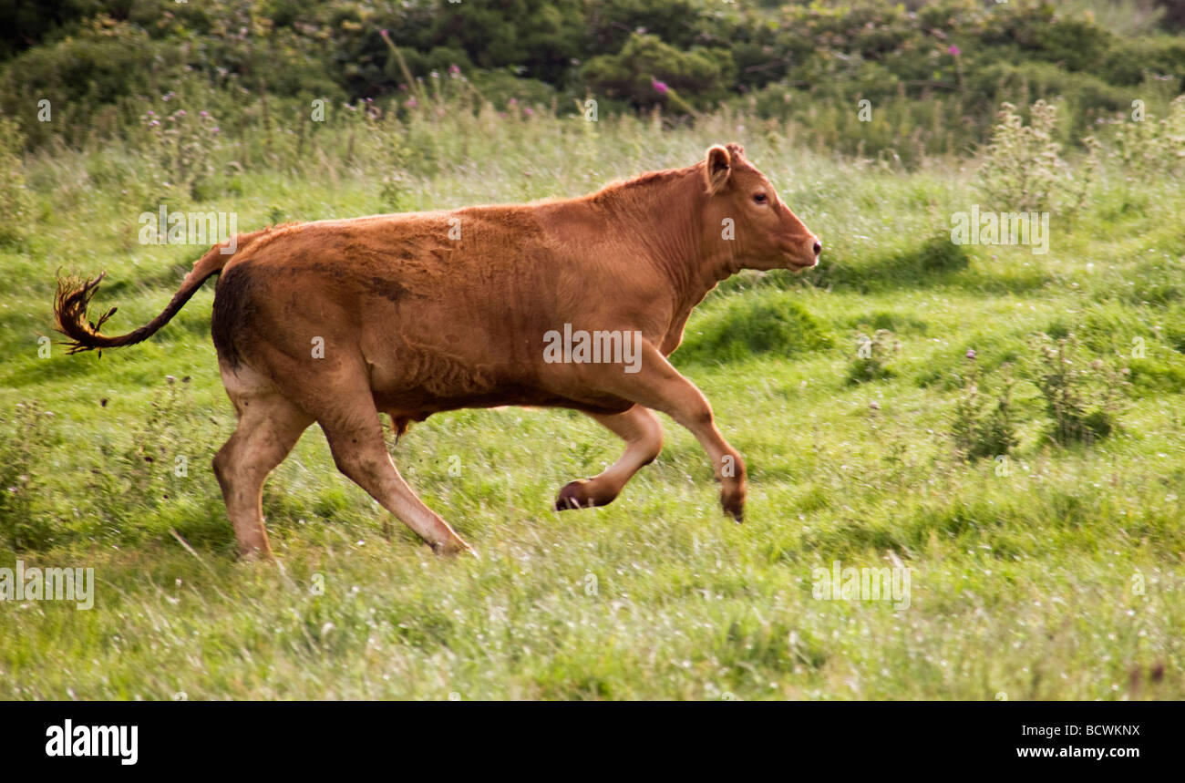 Cow Running Stock Photo