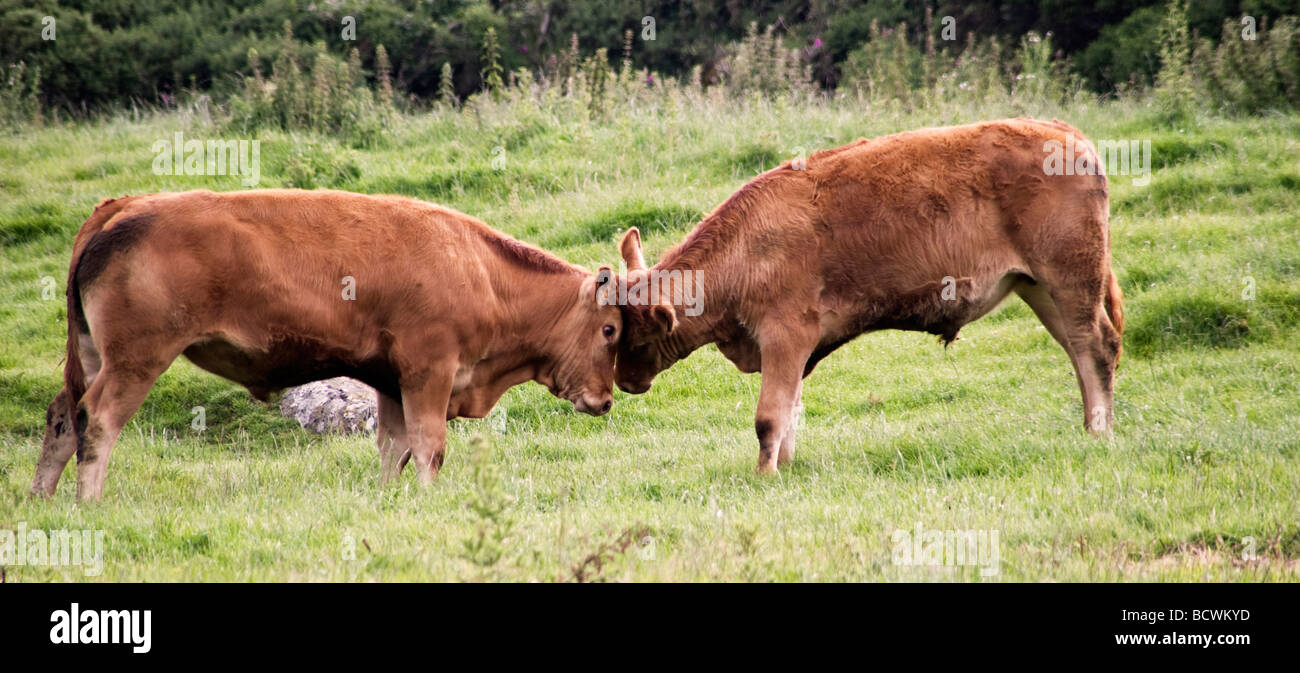 Cows Fighting Stock Photo