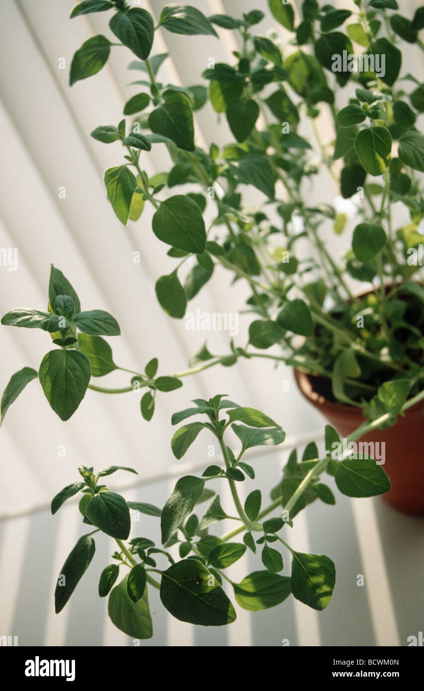 A fresh basil plant Stock Photo Alamy