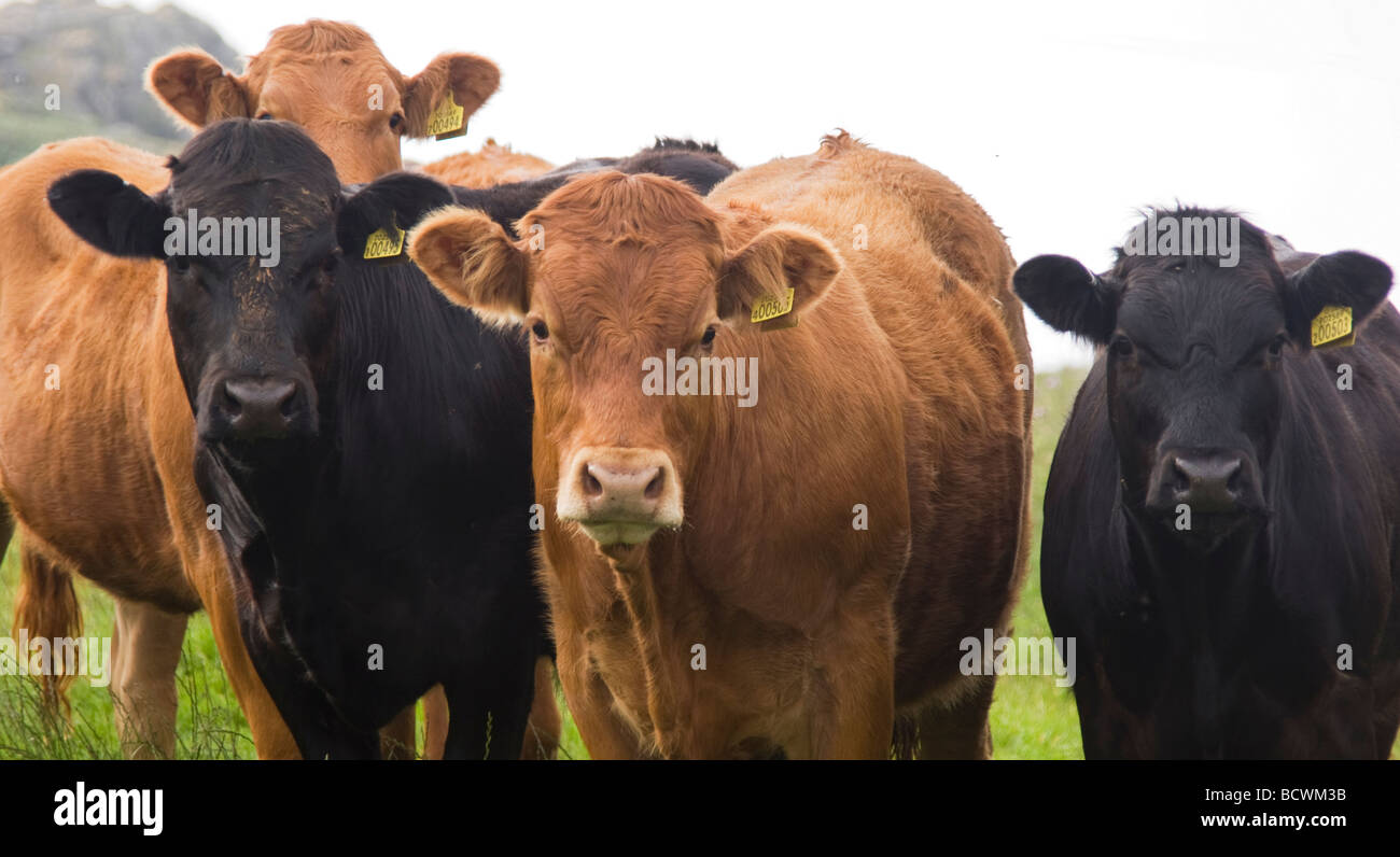 Four Cows Stock Photo