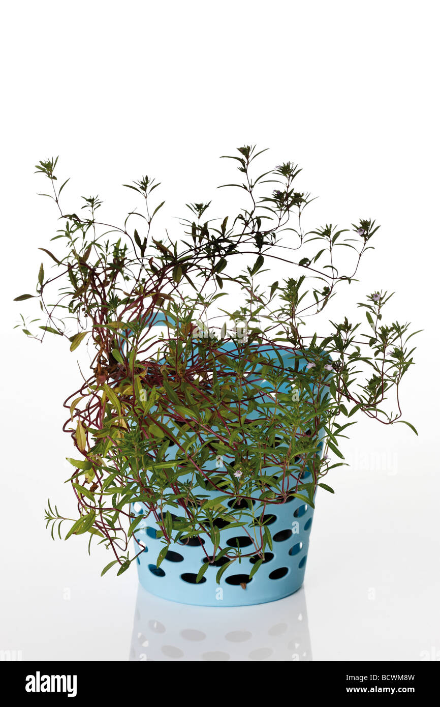 Blossoming Savory in a small pot Stock Photo