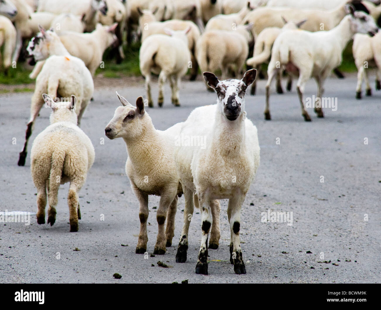 Sheep on the Road Stock Photo