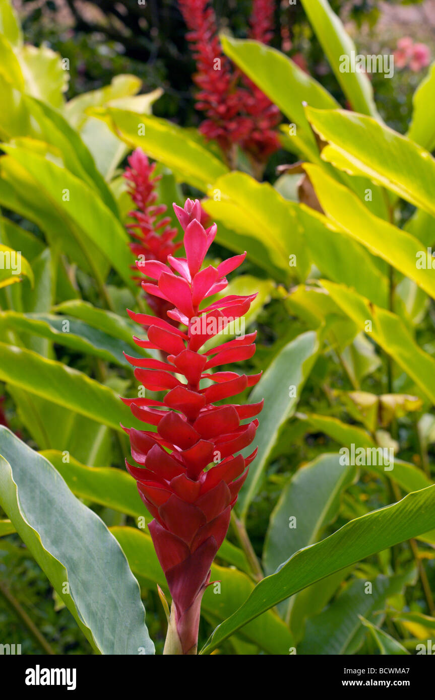 Ginger blossom hires stock photography and images Alamy