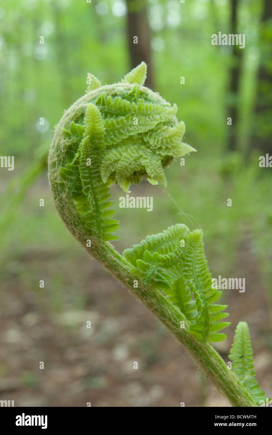 Fiddlehead fern Stock Photo