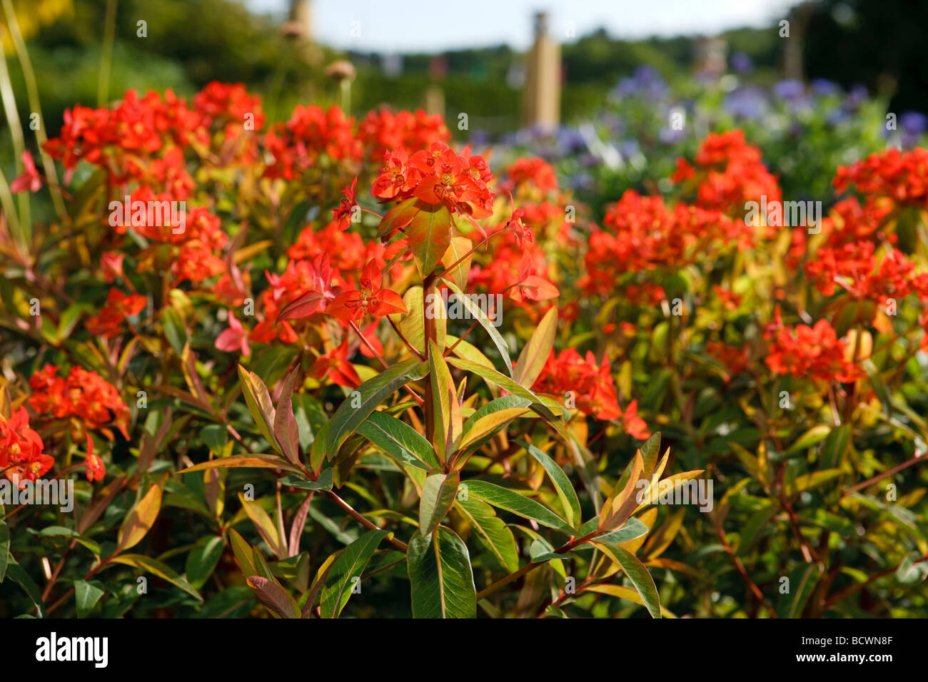 'Fireglow' Griffith's spurge, Eldtörel (Euphorbia griffithii Stock