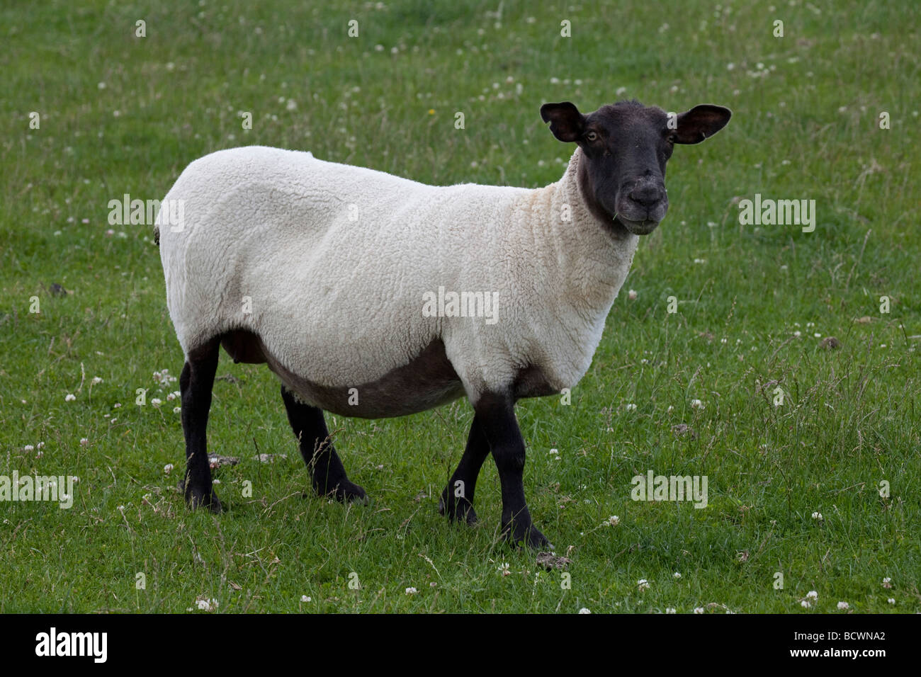 Suffolk Sheep in grass field. Northumberland. UK 97098 Sheep Stock Photo