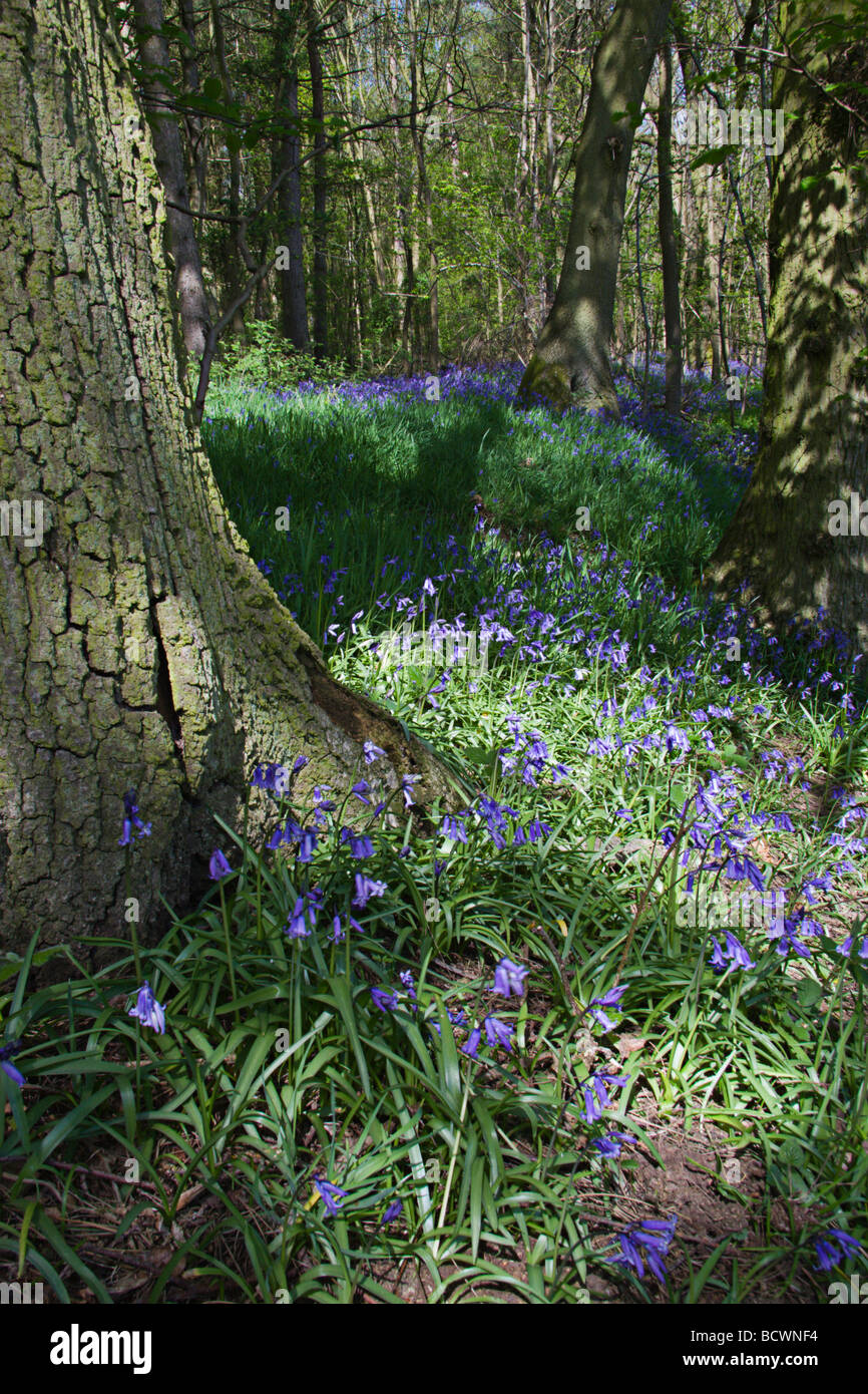 Bluebells in a sunny wood Stock Photo