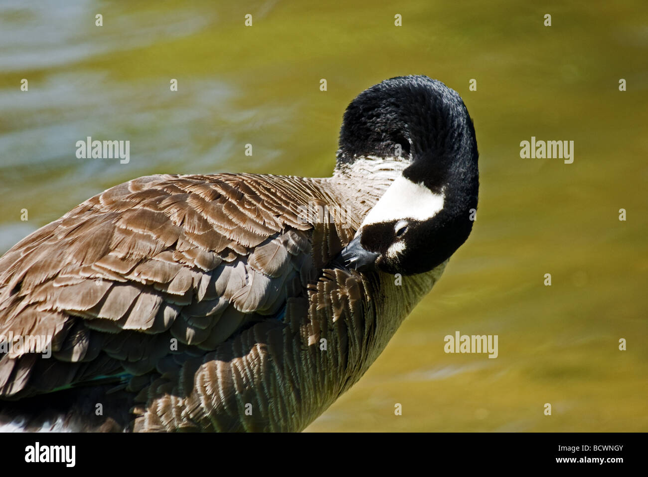 canada goose grooming feathers tight shot Stock Photo