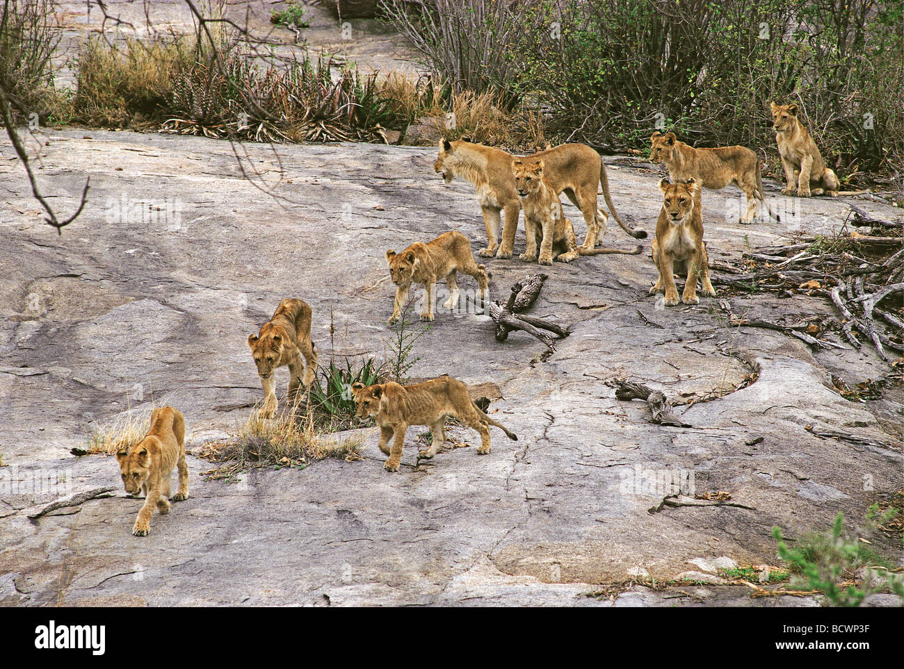 Pride of two Lionesses and seven cubs moving off the rocks of a Kopje Serengeti National Park Tanzania East Africa Stock Photo