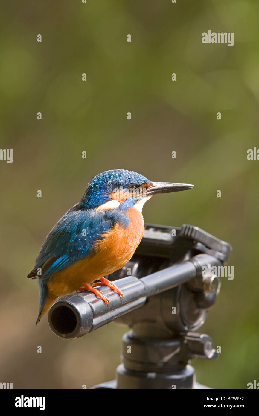 Kingfisher sits on a tripod (Alcedo atthis) Stock Photo