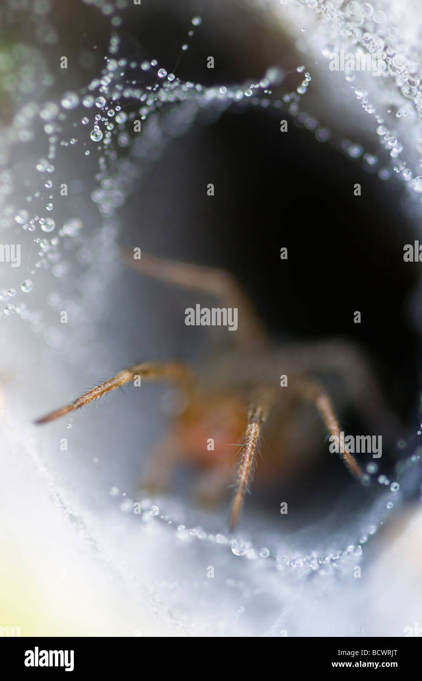 Funnel Weaver Spider waiting in web Stock Photo