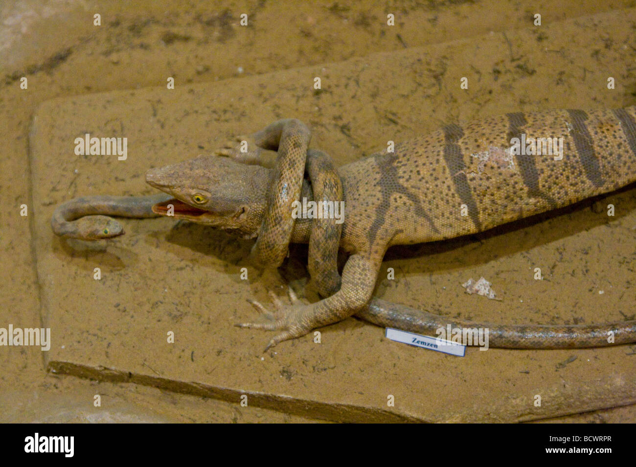 Zemzen Snake Eating Lizard Exhibit in Mary Velayat United Museum in