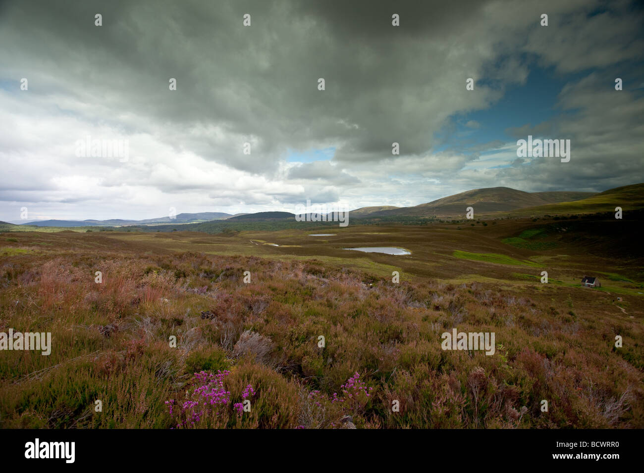 The old road to the forest in the Cairngorms Stock Photo Alamy