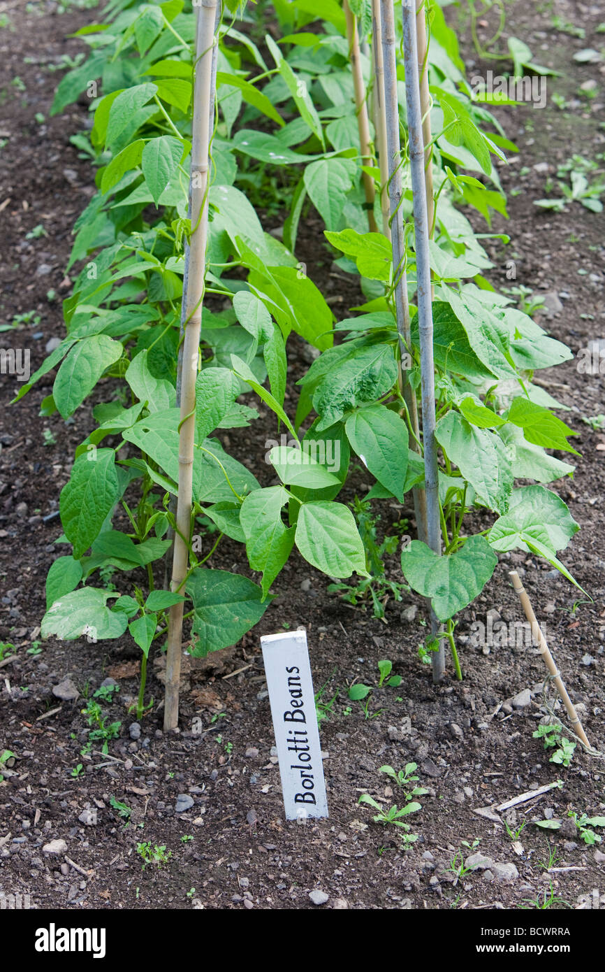 Borlotti Beans growing on canes Stock Photo