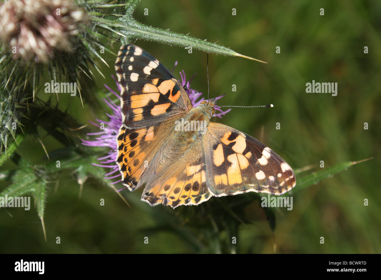 A Painted Lady butterfly resting on a thistle. Stock Photo