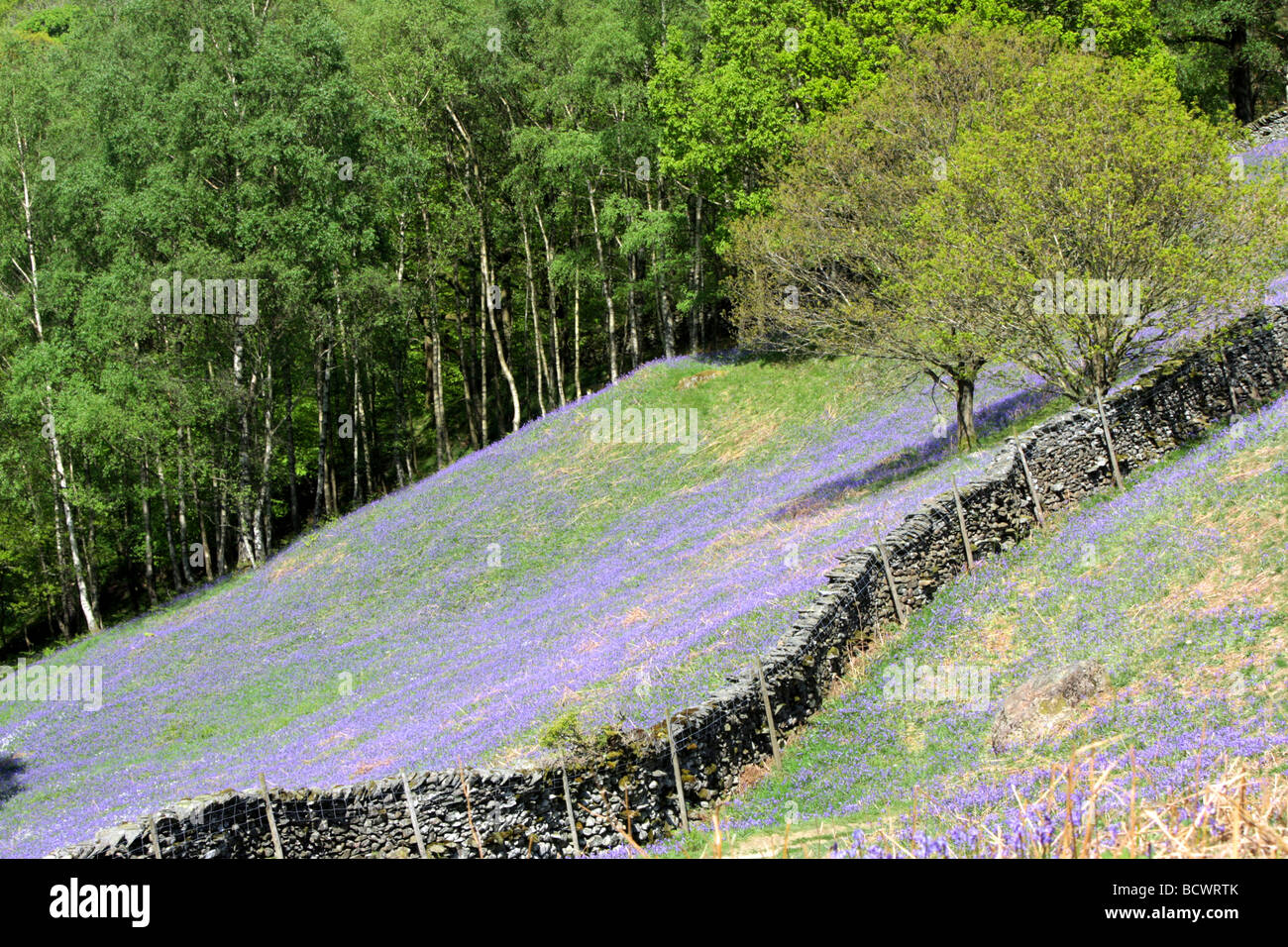 blue bells in a field in the lake district Stock Photo