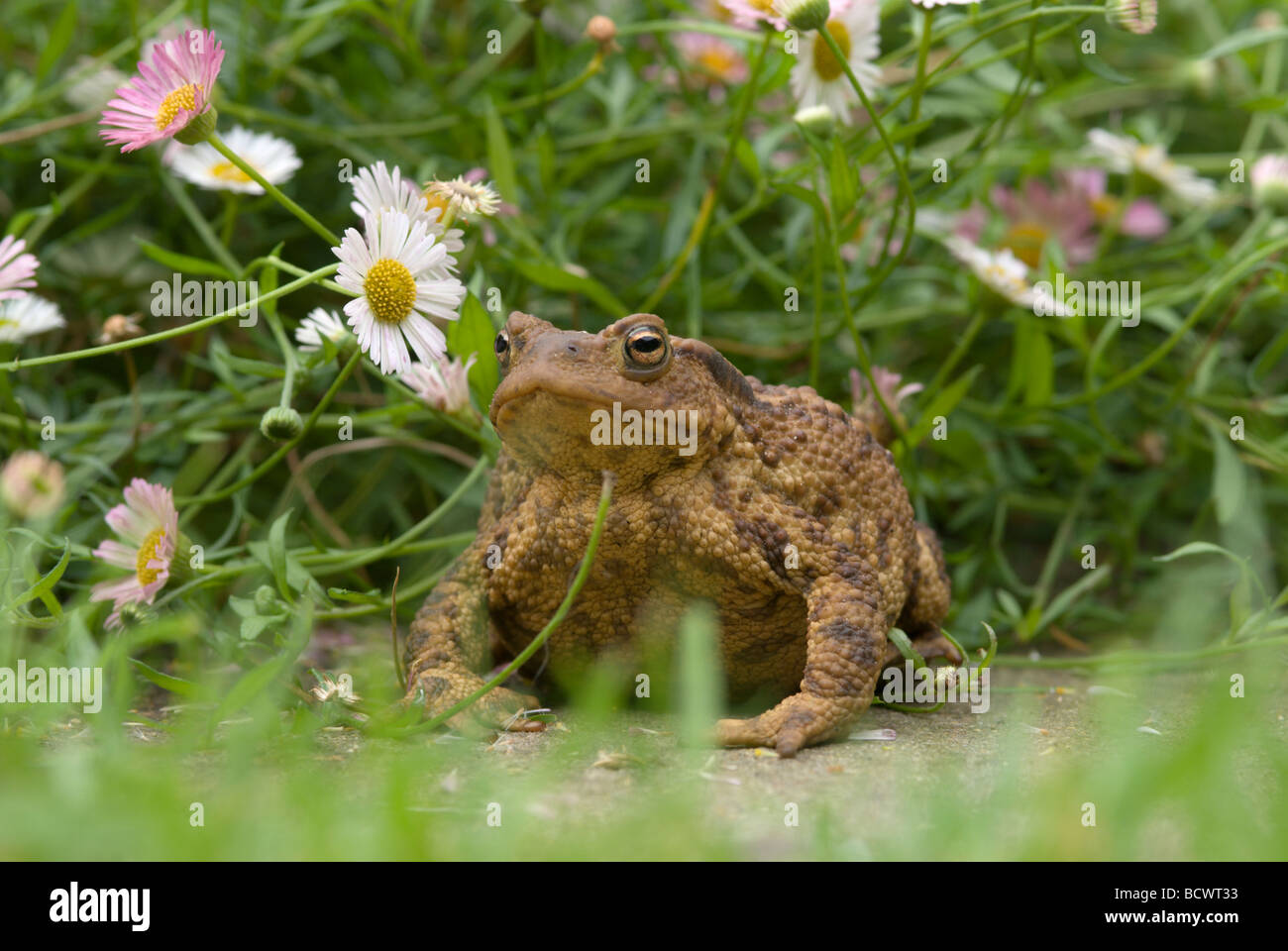 Common toad, Bufo bufo, in garden on grass under daisies, daylight, Sussex, UK. Stock Photo