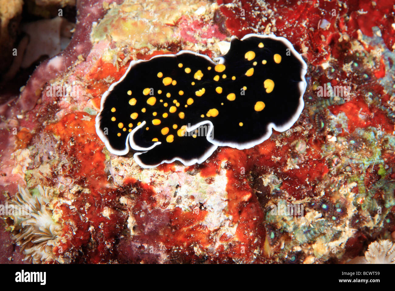 Marine Flatworm, Gold Dotted Flatworm, Thysanozoon nigropapillosum, crawling on the reef underwater. Stock Photo
