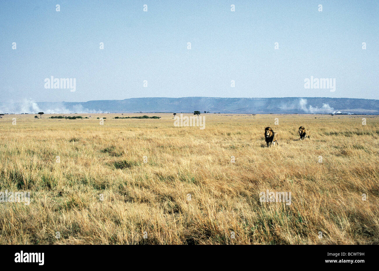 Two mature male Lions moving through open Savannah grassland grass fires in distance Masai Mara National Reserve Kenya Africa Stock Photo