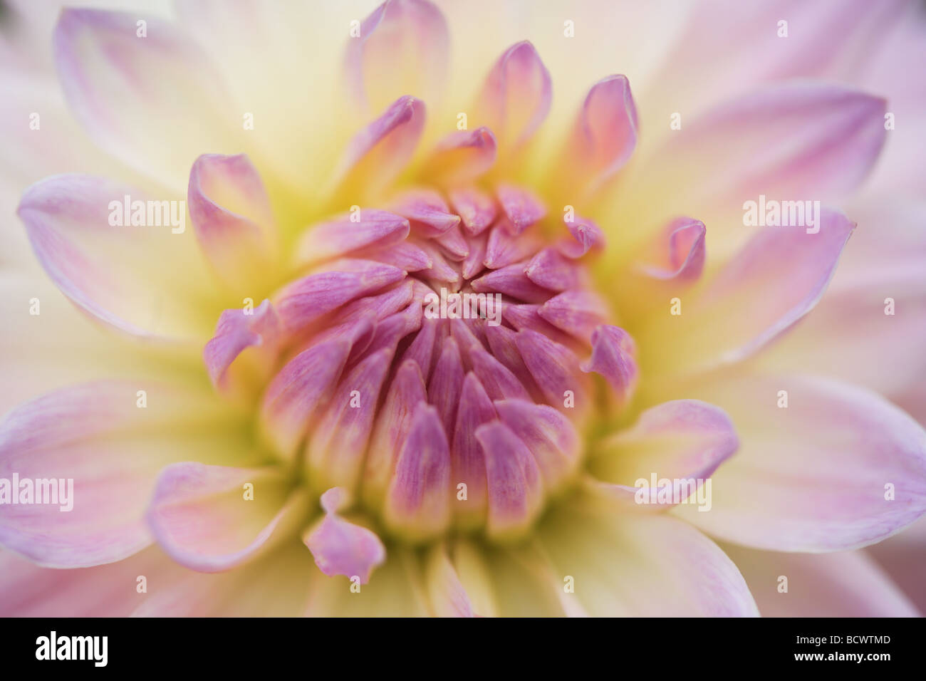 Purple dahlia flower hi-res stock photography and images - Alamy