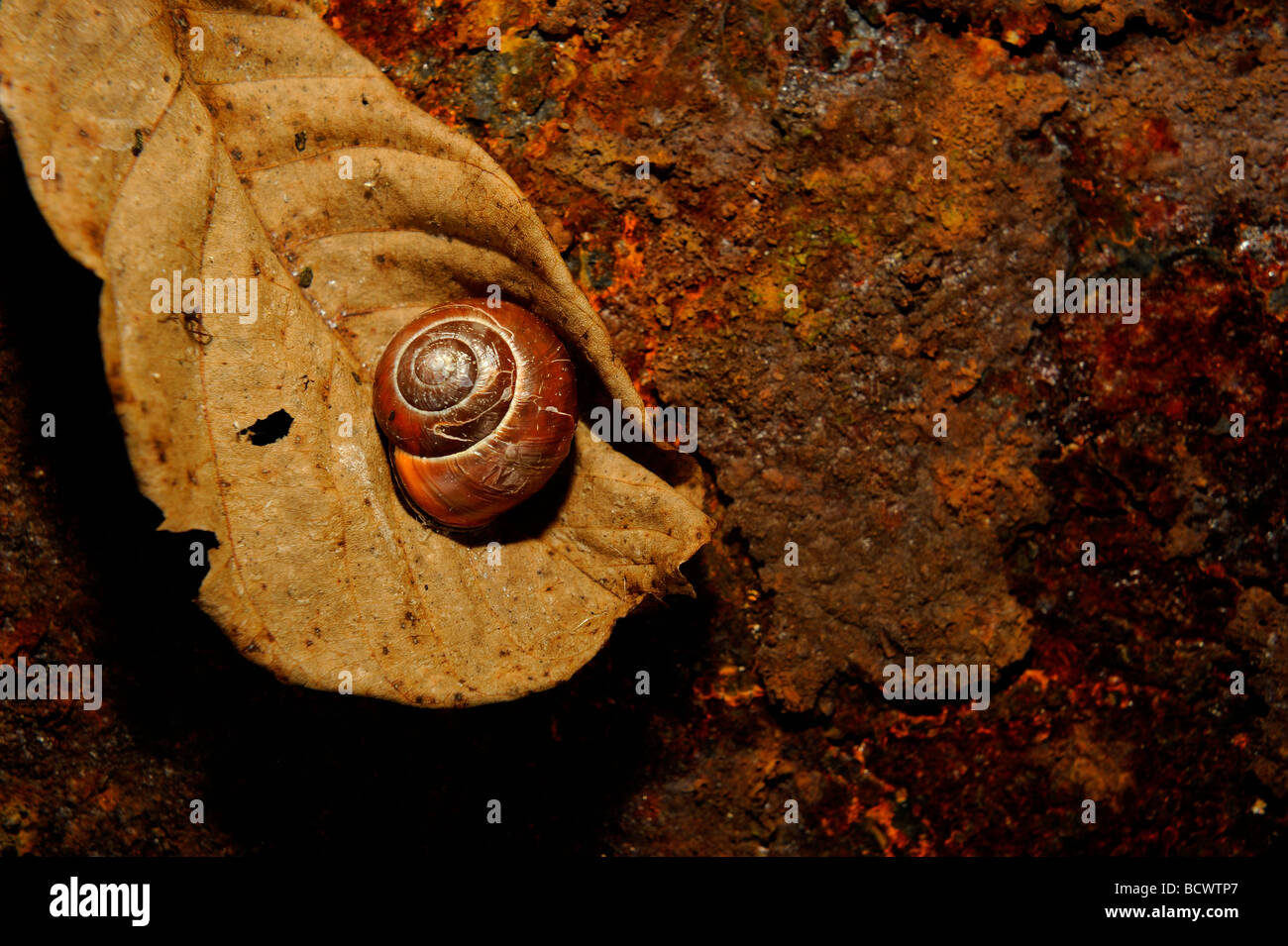 Snail on leaf and rusted iron plate close up Stock Photo