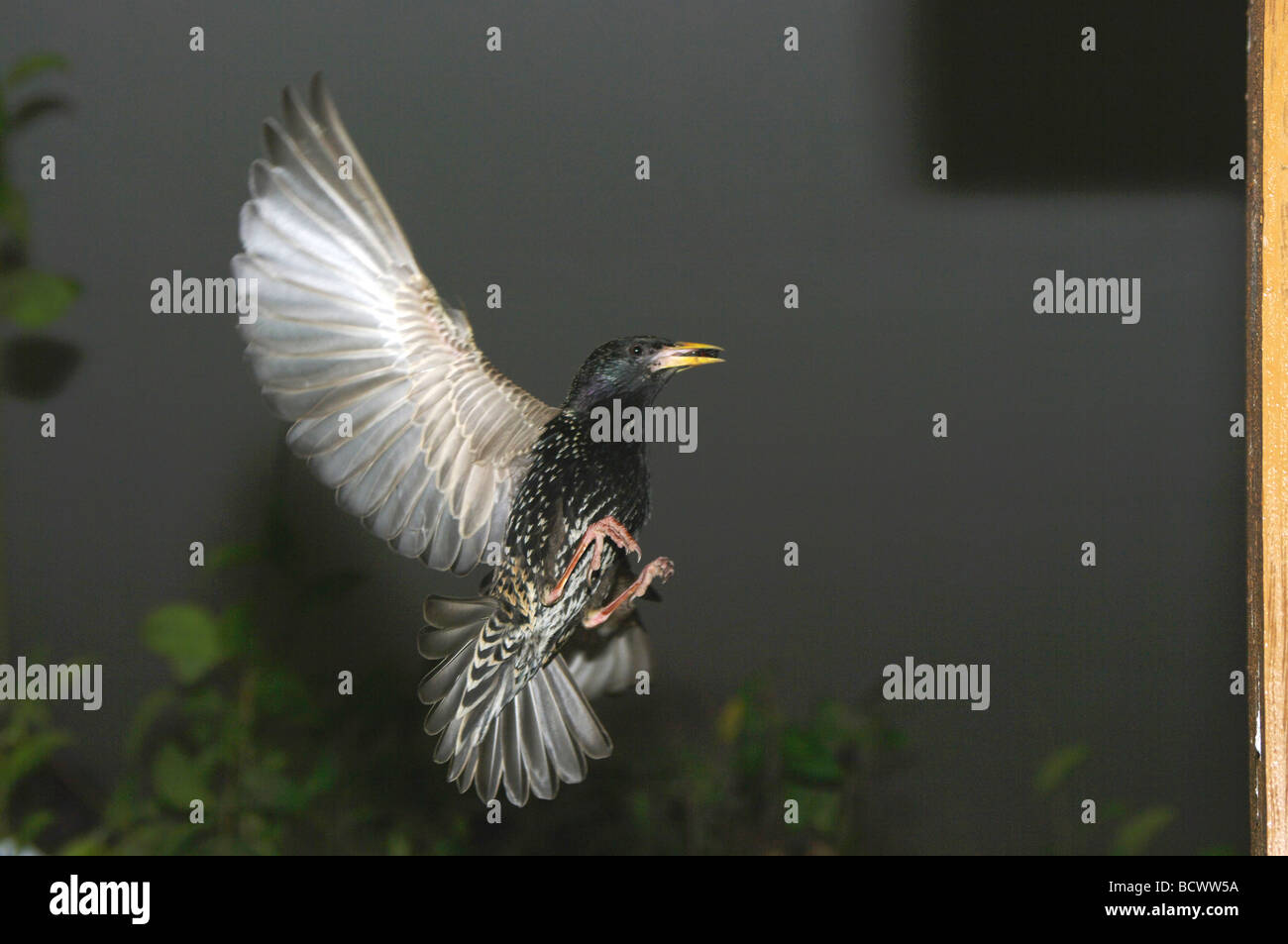 Starling flying to nestbox Stock Photo